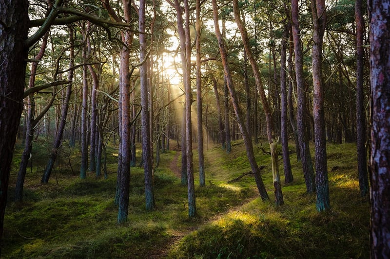 Woodland Clearing
