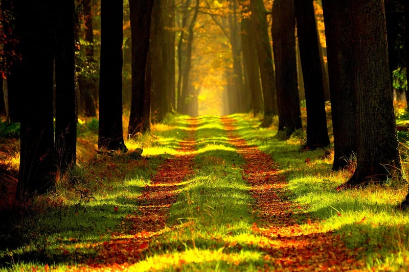 Whispering Woods